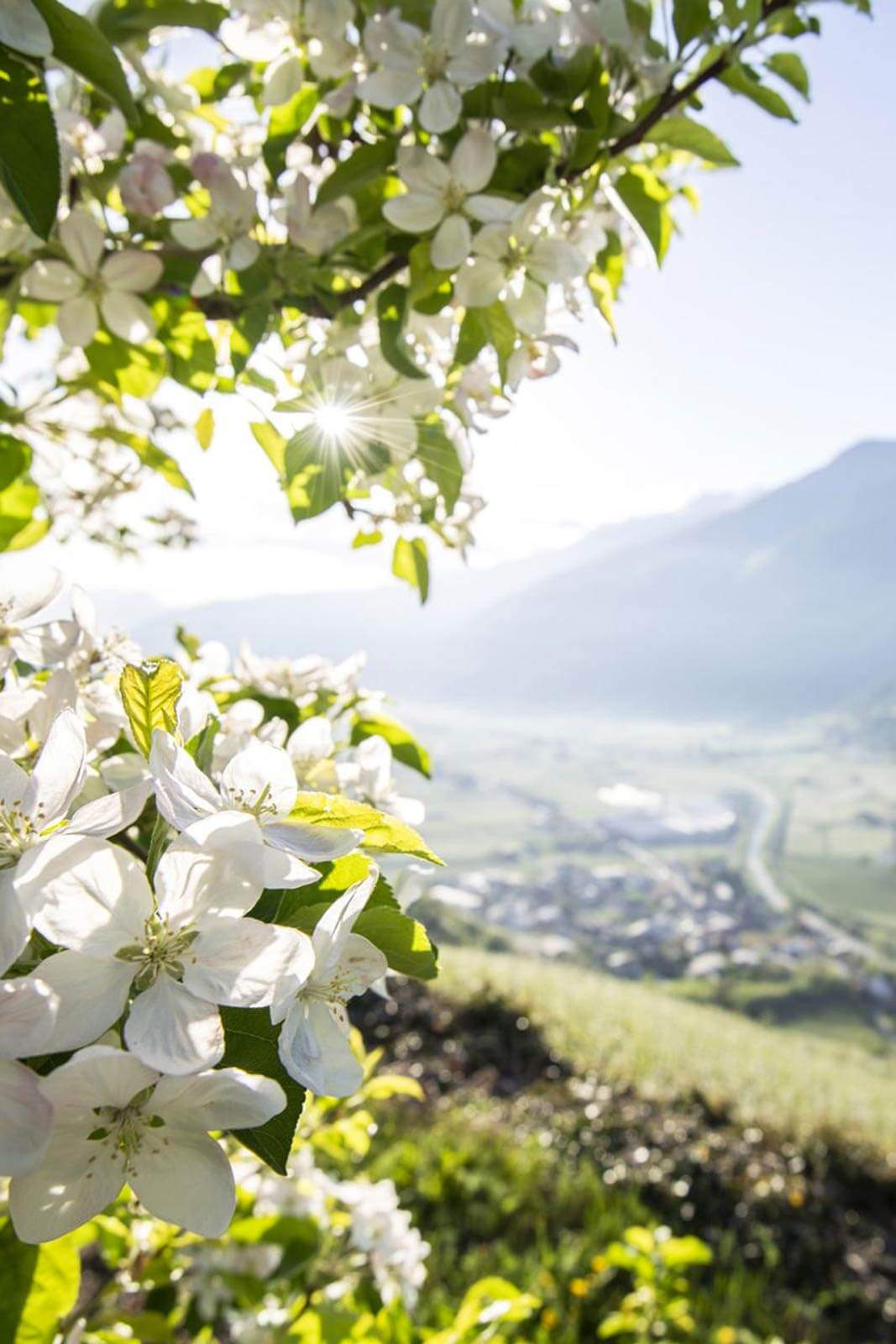 Offerta di primavera